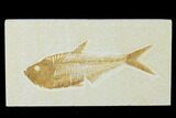 Fossil Fish (Diplomystus) - Green River Formation #137969-1